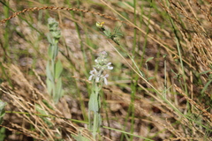 Stachys albens