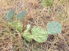 Opuntia macrorhiza