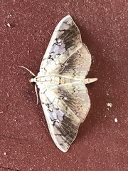 Pantographa limata