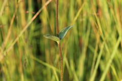 Helianthus occidentalis