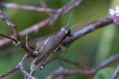 Paroxya atlantica