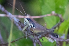 Paroxya atlantica