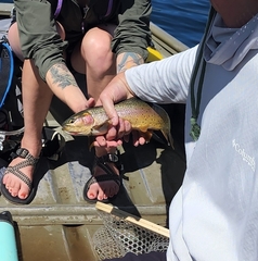 Oncorhynchus clarkii