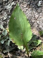 Solidago arguta