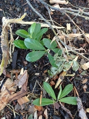 Chimaphila umbellata