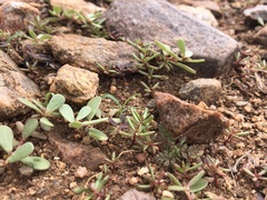 Portulaca halimoides