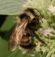 Bombus citrinus