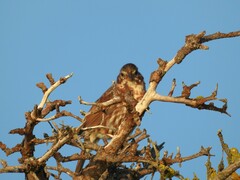 Passerella iliaca