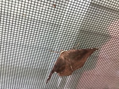 Eutrapela clemataria
