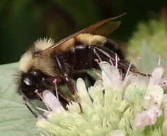 Bombus citrinus