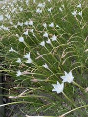 Zephyranthes
