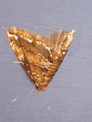 Elophila turbata