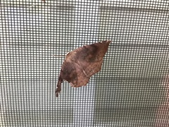 Eutrapela clemataria
