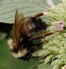 Bombus citrinus