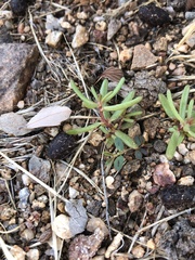 Portulaca halimoides