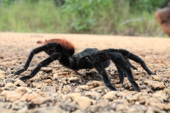 Tliltocatl epicureanus