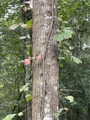 Toxicodendron pubescens