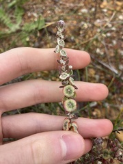 Maireana trichoptera