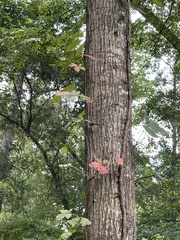 Toxicodendron pubescens
