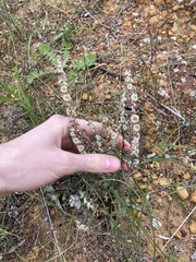 Maireana trichoptera