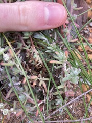 Maireana trichoptera