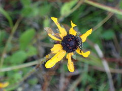 Acmaeodera pulchella