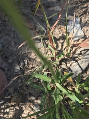 Wahlenbergia planiflora