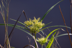 Cyperus odoratus