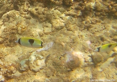 Chaetodon unimaculatus