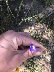 Wahlenbergia planiflora