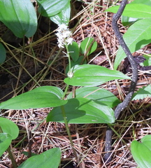 Maianthemum canadense