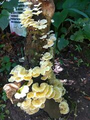 Favolus brasiliensis