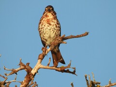 Passerella iliaca