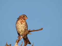 Passerella iliaca