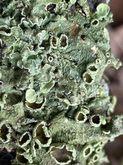 Flavopunctelia praesignis