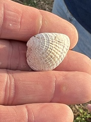 Chione elevata