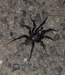 Antrodiaetus pacificus