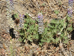 Lupinus lepidus
