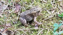 Anaxyrus americanus