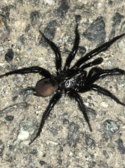 Antrodiaetus pacificus