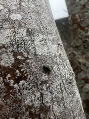 Mesopsocus