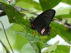 Parides sesostris