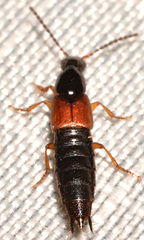 Philonthus rufulus