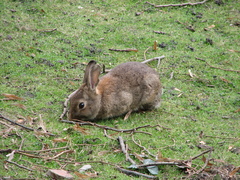 Oryctolagus cuniculus