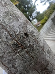 Mesopsocus