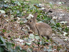Oryctolagus cuniculus