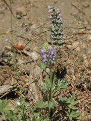 Lupinus lepidus