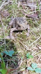 Anaxyrus americanus