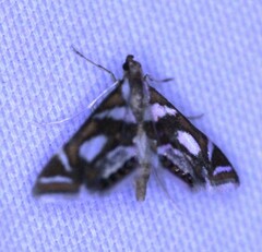 Chrysendeton medicinalis