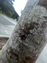 Mesopsocus